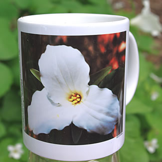 mug DS-051 Trillium grandiflorum 7067.jpg